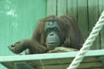 Foto: Orangutan