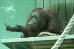 Foto: Orangutan