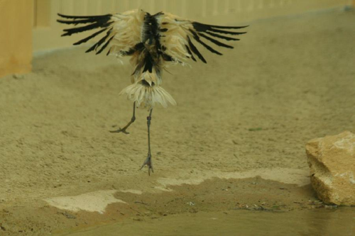 Foto: Tenkozobec opačný