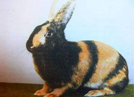 Foto: Japonský králík