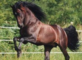 Foto: Andaluský kůň