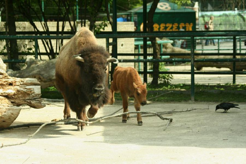 Foto: Bizon americký