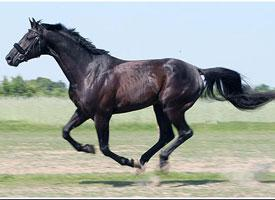 Foto: Angloarabský kůň