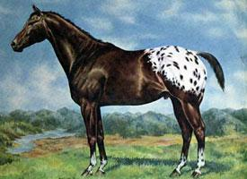 Foto: Appaloosa