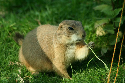 Foto: Psoun prériový