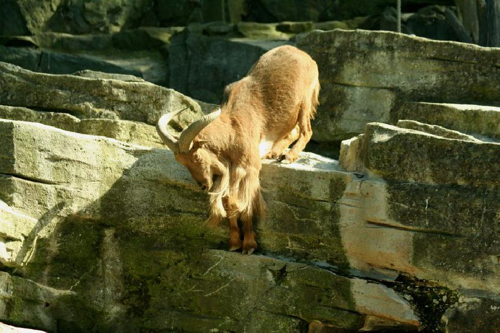 Foto: Paovce hřivnatá