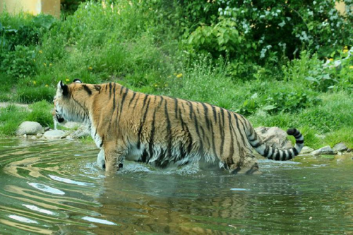 Foto: Tygr sibiřský