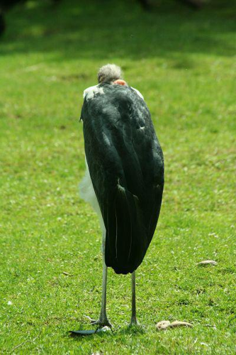 Foto: Marabu africký