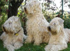 Foto: Irish soft coated wheaten teriér