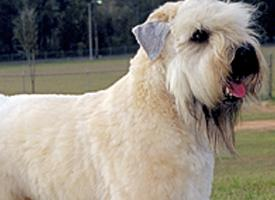 Foto: Soft coated wheaten teriér