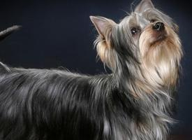 Foto: Australský silky teriér