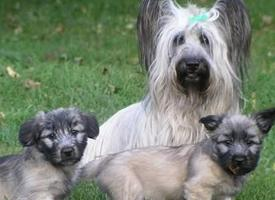 Foto: Skye terrier