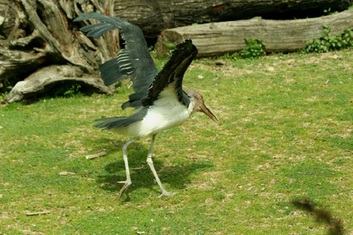 Foto: Marabu africký