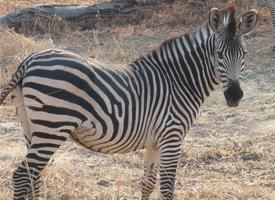 Foto: Zebra crawshayova