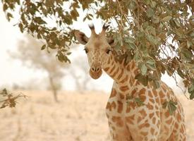 Foto: Žirafa západoafrická