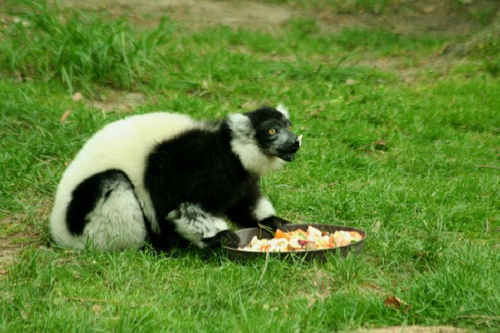 Foto: Lemur vari