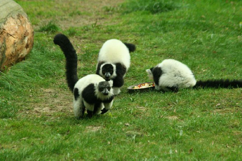 Foto: Lemur vari