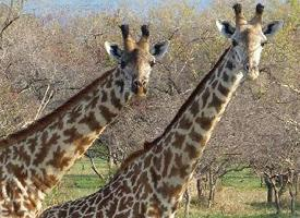Foto: Žirafa masajská