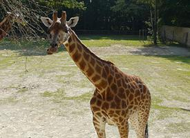 Foto: Žirafa kordofanská