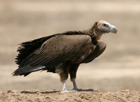 Foto: Sup královský