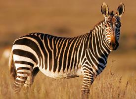Foto: Zebra kapská