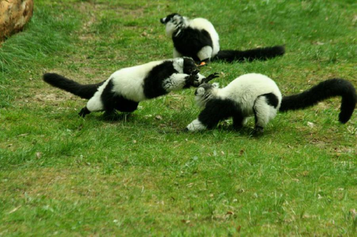 Foto: Lemur vari