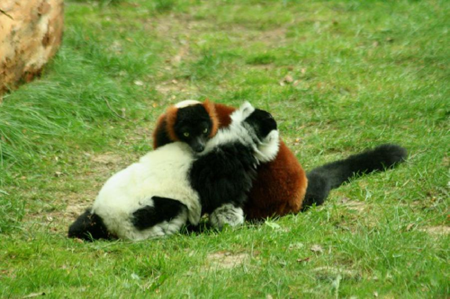 Foto: Lemur vari