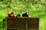 Foto: Lemur vari