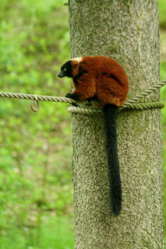 Foto: Lemur vari