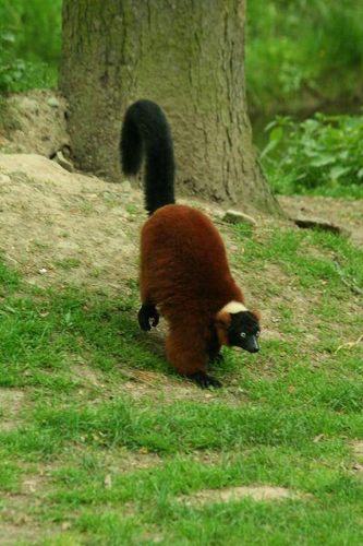 Foto: Lemur vari