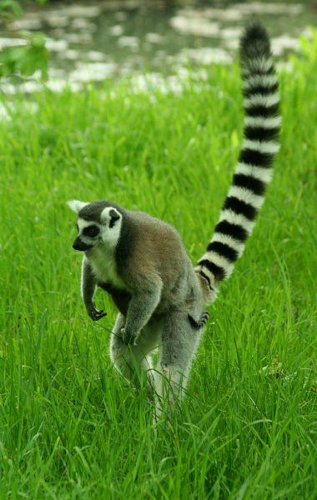 Foto: Lemur kata