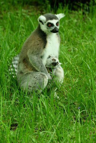 Foto: Lemur kata