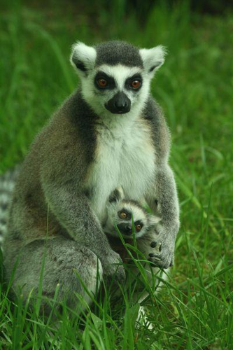 Foto: Lemur kata