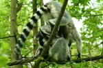 Foto: Lemur kata