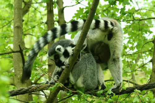 Foto: Lemur kata