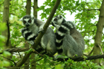 Foto: Lemur kata