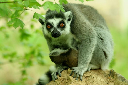 Foto: Lemur kata