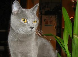 Foto: Kartouzská kočka