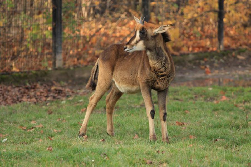 Foto: Antilopa vraná