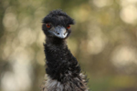 Foto: Emu hnědý