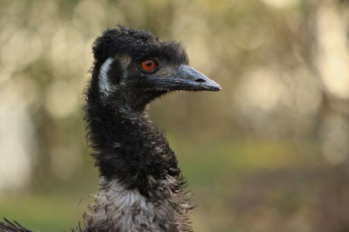 Foto: Emu hnědý