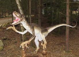 Foto: Velociraptor
