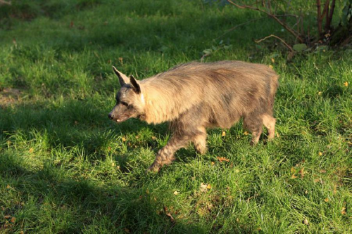 Foto: Hyena čabraková