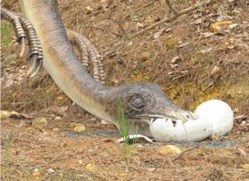 Foto: Ornithomimus