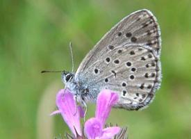 Foto: Modrásek černoskvrnný