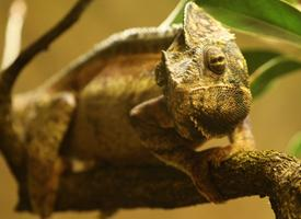 Foto: Chameleon obrovský