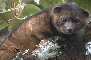 Foto: Olinguito