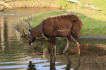 Foto: Sitatunga západoafrická