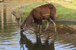 Foto: Sitatunga západoafrická