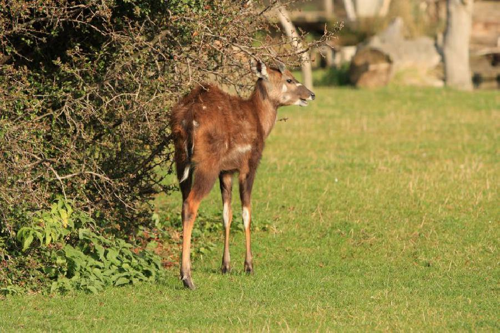 Foto: Sitatunga západoafrická